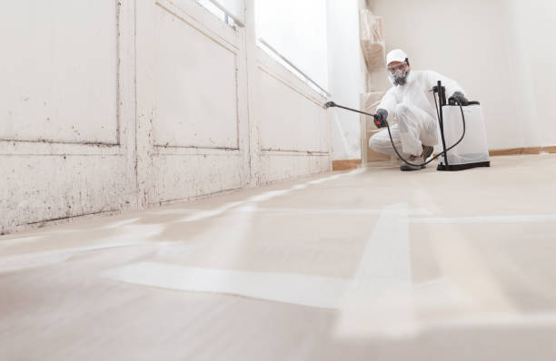Black mold remediation team in Somerville